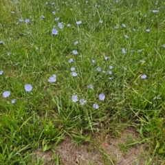 Cichorium intybus at McKellar, ACT - 31 Dec 2023 10:12 AM