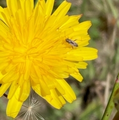 Nysius vinitor (Rutherglen bug) at Jarramlee-West MacGregor Grasslands - 30 Dec 2023 by NickiTaws