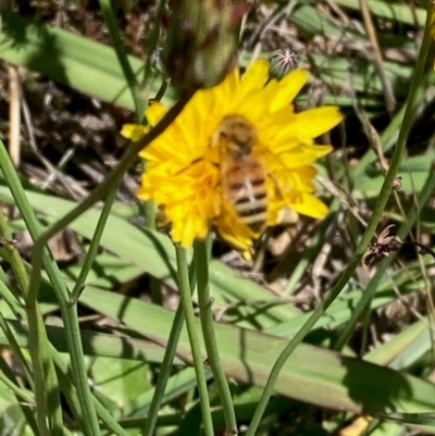 Apis mellifera (European honey bee) at Jarramlee-West MacGregor Grasslands - 30 Dec 2023 by NickiTaws