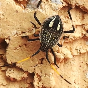 Poecilometis strigatus at Wanniassa, ACT - 31 Dec 2023