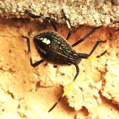 Poecilometis strigatus at Wanniassa, ACT - 31 Dec 2023