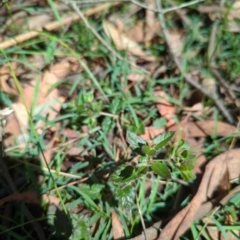 Veronica calycina (Hairy Speedwell) at Micalong Gorge - 28 Dec 2023 by Wildlifewarrior80