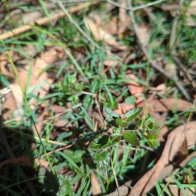 Veronica calycina (Hairy Speedwell) at Wee Jasper, NSW - 27 Dec 2023 by brettguy80