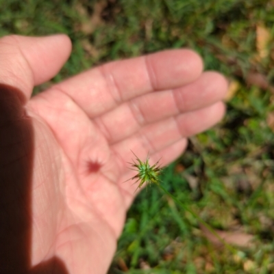 Echinopogon ovatus (Forest Hedgehog Grass) at Wee Jasper, NSW - 27 Dec 2023 by brettguy80