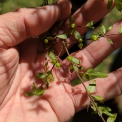 Coprosma quadrifida (Prickly Currant Bush, Native Currant) at Wee Jasper, NSW - 27 Dec 2023 by brettguy80