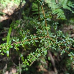 Coprosma quadrifida (Prickly Currant Bush, Native Currant) at Bondo State Forest - 28 Dec 2023 by Wildlifewarrior80