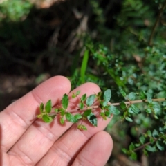 Coprosma quadrifida at Bondo State Forest - 28 Dec 2023 10:30 AM