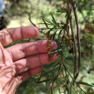 Acacia siculiformis (Dagger Wattle) at Wee Jasper, NSW - 27 Dec 2023 by brettguy80