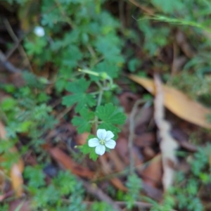 Geranium potentilloides var. potentilloides at Micalong Gorge - 28 Dec 2023 10:24 AM