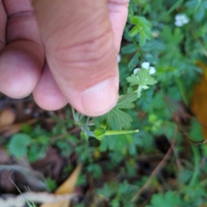 Geranium potentilloides var. potentilloides at Micalong Gorge - 28 Dec 2023 10:24 AM