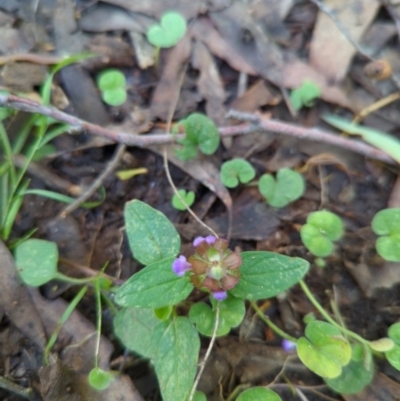 Prunella vulgaris (Self-heal, Heal All) at Micalong Gorge - 27 Dec 2023 by brettguy80