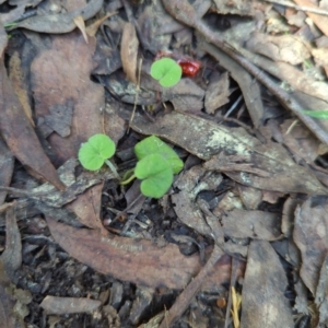 Dichondra repens at Micalong Gorge - 28 Dec 2023