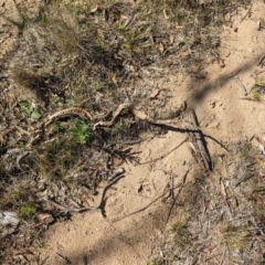 Varanus rosenbergi (Heath or Rosenberg's Monitor) at Namadgi National Park - 30 Dec 2023 by RobynHall