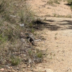 Varanus rosenbergi (Heath or Rosenberg's Monitor) at Namadgi National Park - 30 Dec 2023 by RobynHall