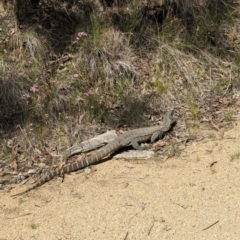 Varanus rosenbergi at Namadgi National Park - suppressed