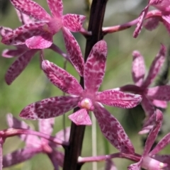 Dipodium punctatum (Blotched Hyacinth Orchid) at Namadgi National Park - 30 Dec 2023 by RobynHall