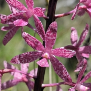 Dipodium punctatum at Namadgi National Park - suppressed