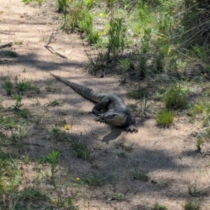 Varanus rosenbergi at Namadgi National Park - suppressed