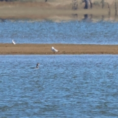 Podiceps cristatus (Great Crested Grebe) at Albury - 29 Dec 2023 by KylieWaldon