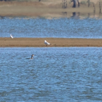 Podiceps cristatus (Great Crested Grebe) at Albury - 30 Dec 2023 by KylieWaldon