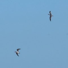 Hydroprogne caspia (Caspian Tern) at Table Top, NSW - 30 Dec 2023 by KylieWaldon