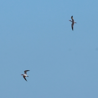 Hydroprogne caspia (Caspian Tern) at Table Top, NSW - 29 Dec 2023 by KylieWaldon