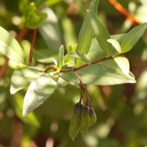 Billardiera heterophylla at Bruce Ridge to Gossan Hill - 2 Oct 2023