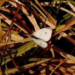 Pieris rapae (Cabbage White) at Bruce Ridge to Gossan Hill - 1 Oct 2023 by ConBoekel