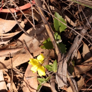 Goodenia hederacea subsp. hederacea at Bruce Ridge to Gossan Hill - 2 Oct 2023 10:32 AM