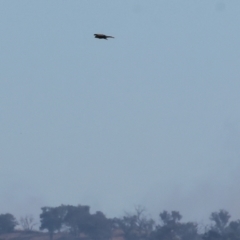 Haliastur sphenurus (Whistling Kite) at Albury - 29 Dec 2023 by KylieWaldon