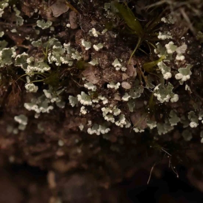 Unidentified Moss, Liverwort or Hornwort at Bruce Ridge to Gossan Hill - 1 Oct 2023 by ConBoekel