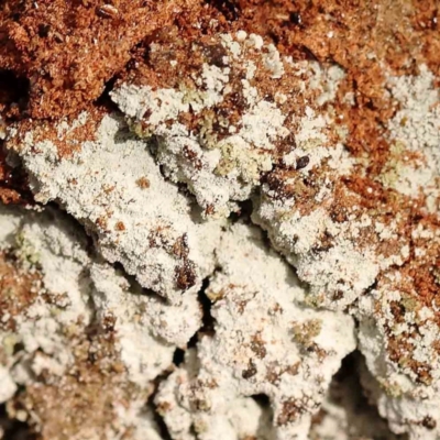 Unverified Lichen at Bruce Ridge - 2 Oct 2023 by ConBoekel