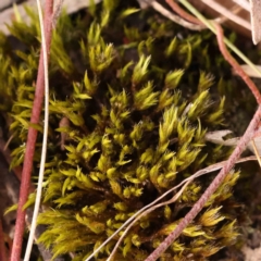 Unidentified Moss, Liverwort or Hornwort at Bruce Ridge to Gossan Hill - 1 Oct 2023 by ConBoekel