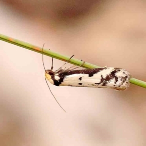 Philobota lysizona at Bruce Ridge - 2 Oct 2023 09:13 AM