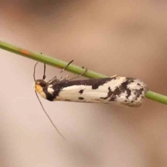 Philobota lysizona at Bruce Ridge - 2 Oct 2023