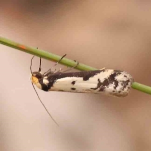 Philobota lysizona at Bruce Ridge - 2 Oct 2023 09:13 AM