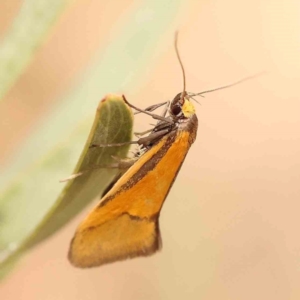 Philobota undescribed species near arabella at Bruce Ridge - 2 Oct 2023