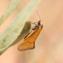 Philobota undescribed species near arabella at Bruce Ridge - 2 Oct 2023