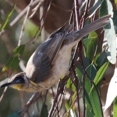 Philemon citreogularis (Little Friarbird) at Table Top Reserve - 29 Dec 2023 by KylieWaldon