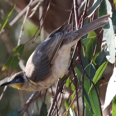 Philemon citreogularis (Little Friarbird) at Table Top Reserve - 30 Dec 2023 by KylieWaldon