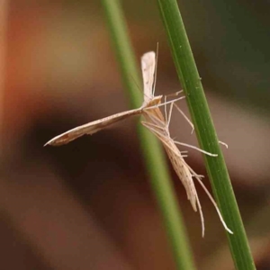 Platyptilia celidotus at Bruce Ridge - 2 Oct 2023 09:33 AM