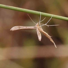 Platyptilia celidotus at Bruce Ridge - 2 Oct 2023 09:33 AM