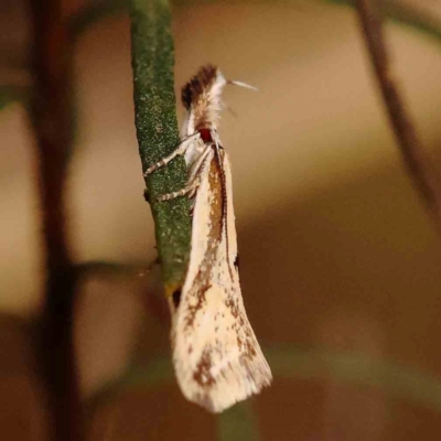 Thema macroscia (A concealer moth) at Bruce Ridge to Gossan Hill - 1 Oct 2023 by ConBoekel