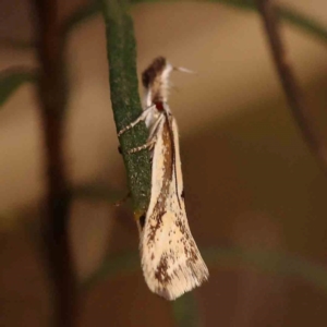 Thema macroscia at Bruce Ridge to Gossan Hill - 2 Oct 2023