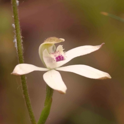Caladenia moschata (Musky Caps) at Bruce Ridge to Gossan Hill - 2 Oct 2023 by ConBoekel