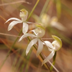 Caladenia moschata (Musky Caps) at Bruce Ridge - 2 Oct 2023 by ConBoekel