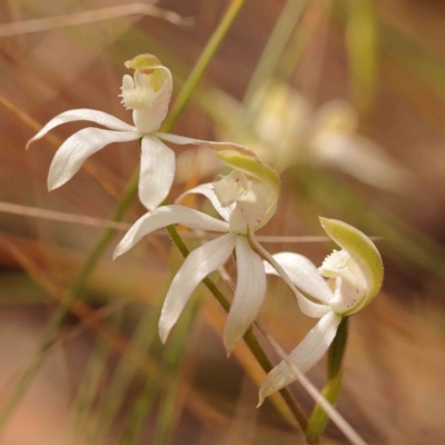 Caladenia moschata (Musky Caps) at Bruce Ridge - 2 Oct 2023 by ConBoekel