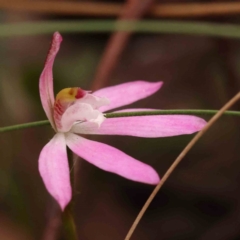 Caladenia fuscata (Dusky Fingers) at Bruce Ridge to Gossan Hill - 2 Oct 2023 by ConBoekel