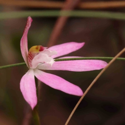 Caladenia fuscata (Dusky Fingers) at Bruce Ridge to Gossan Hill - 1 Oct 2023 by ConBoekel