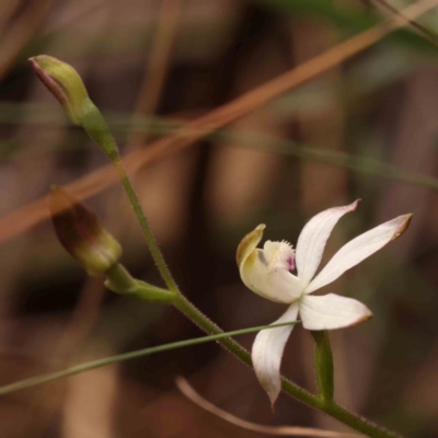 Caladenia moschata (Musky Caps) at Bruce Ridge to Gossan Hill - 1 Oct 2023 by ConBoekel